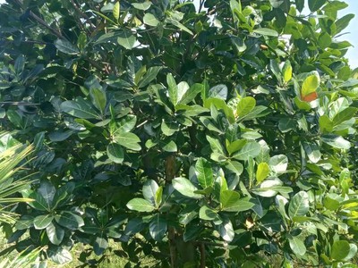 Cần tuyển nhân viên phụ gội đầu chưa biết được hướng dẫn có chỗ ăn ở 8814
