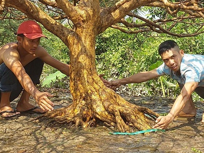 Hệ thống chuyên mai vàng tàng số 1 việt nam. với đội ngũ trồng và chăm sóc kinh nghiệm trên 30 năm. 0