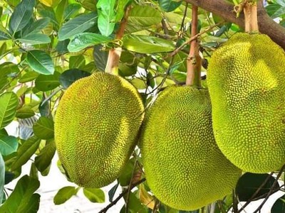 Cậu e kẹt tiền cần bán gấp miếng đất 1000m2 thổ cư 100m2 sổ hồng riêng 0