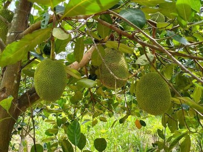 Cậu e kẹt tiền cần bán gấp miếng đất 1000m2 thổ cư 100m2 sổ hồng riêng 1