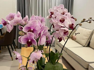 Chính chủ cần bán gấp căn 2n2vs flc complex phạm hùng 70m2 sổ đỏ, view công viên, đủ nt giá rẻ 3tỷ6 1