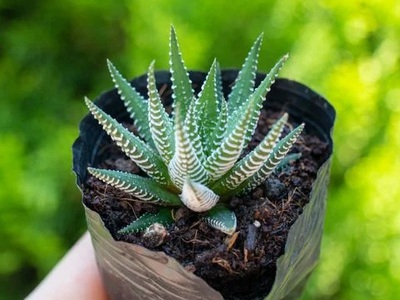 Sen Đá Móng Rồng Có Gì Đặc Biệt 0