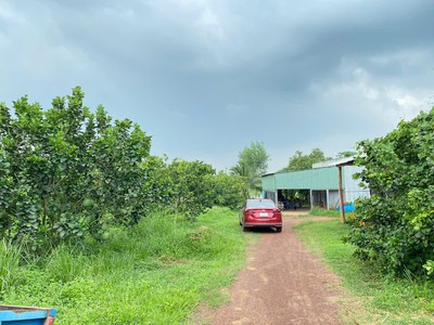 Bán 8200m2 vườn bưởi 7 năm tuổi, view hồ trị an,xã mã đà,đường xe hơi vi vu 2