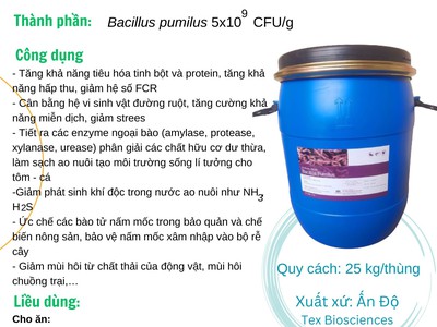 Bacillus pumilus 5x10 9 CFU/g hàng Ấn 1