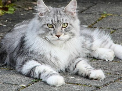 Khám phá về Giống Mèo Maine Coon: 1 Chú Mèo Lịch Lãm 0