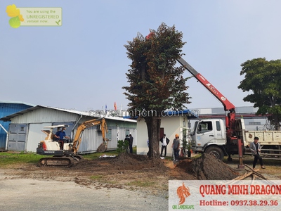 Dịch vụ chặt cây xanh, bứng cây cảnh ở Đồng Nai, HCM 0