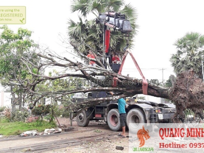 Dịch vụ chặt cây xanh, bứng cây cảnh ở Đồng Nai, HCM 1