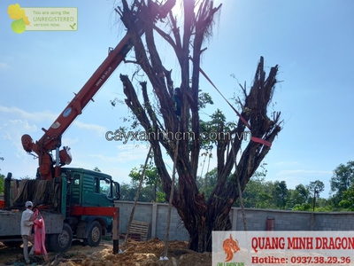 Dịch vụ chặt cây xanh, bứng cây cảnh ở Đồng Nai, HCM 2