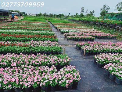 Cho thuê mặt bằng kinh doanh ăn uống, hoa kiểng cực đẹp và đông khách tại sa đéc giá từ 500k/tháng 4