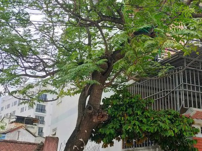 Bán đất mặt tiền hàn mặc tử cạnh phố tây, phố đi bộ 276 tỷ. giá chỉ 3x triệu/m2 2