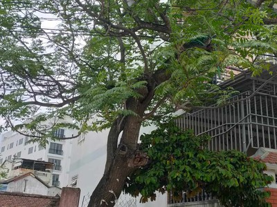 Bán đất mặt tiền hàn mặc tử cạnh phố tây, phố đi bộ 276 tỷ. giá chỉ 3x triệu/m2 4