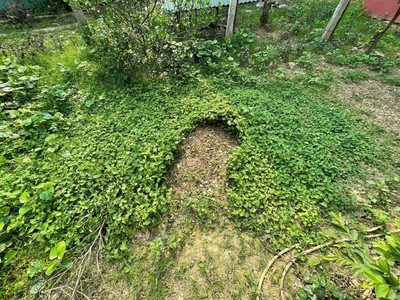 Chính chủ cần cho thuê trang trại tại xã tam hưng - huyện thanh oai - tp hà nội. 3