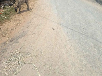 Chính chủ bán lô đất đẹp giá rẻ trảng bàng-tây ninh 0