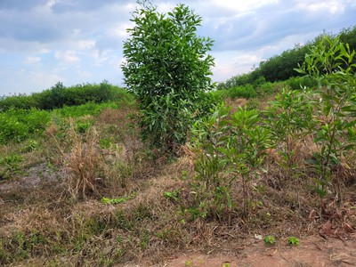 Bán đất thổ cư 1500m2 chính chủ, huyện đức linh, bình thuận 4