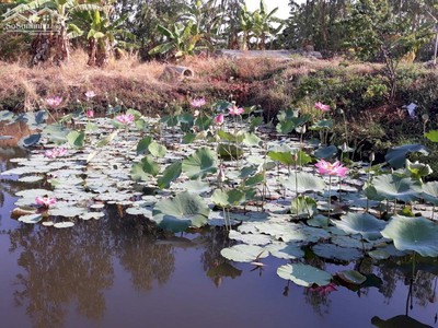 Chính chủ cần bán lô đất rộng vị trí đẹp gần quốc lộ 28b, phan lâm, bắc bình, bình thuận 3