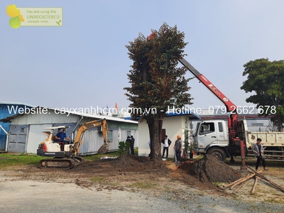 Dịch vụ Bứng cây, di dời cây ở Biên Hòa Đồng Nai 0