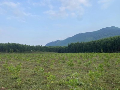 Cần bán 20000m  2hec   đất trồng cây lâu năm tại xã hoà phú, hoà vang 0