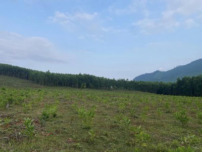 Cần bán 20000m  2hec   đất trồng cây lâu năm tại xã hoà phú, hoà vang 1