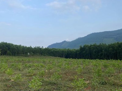 Cần bán 20000m  2hec   đất trồng cây lâu năm tại xã hoà phú, hoà vang 2