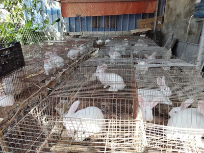 Bán thỏ thịt, thỏ giống ở Thừa Thiên Huế 1