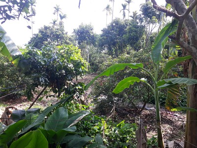 Chính chủ cần bán gấp lô đất tại xã thanh khê, huyện thanh hà, hải dương. 0