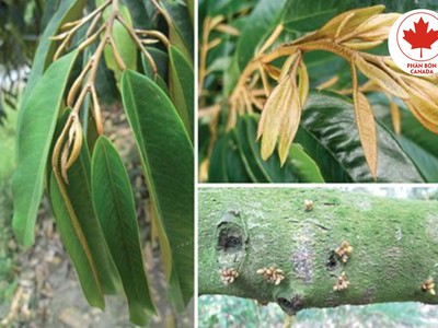Các biện pháp điều trị bệnh thối rễ vàng lá ở cây sầu riêng 0