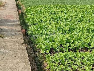 Bán đất chính chủ cách đường huỳnh thị luông 200m - cần giuộc long an  85m2  nở hậu, có sổ hồng 0