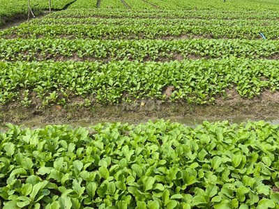 Bán đất chính chủ cách đường huỳnh thị luông 200m - cần giuộc long an  85m2  nở hậu, có sổ hồng 1