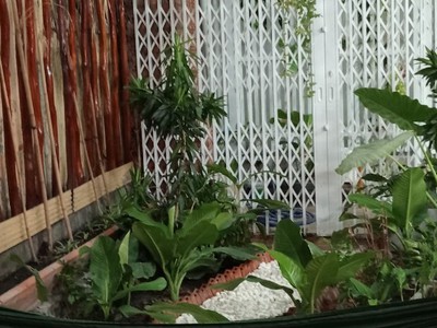 Chop thuê nhà nguyên căn nguyễn thị định, phường an phú 3
