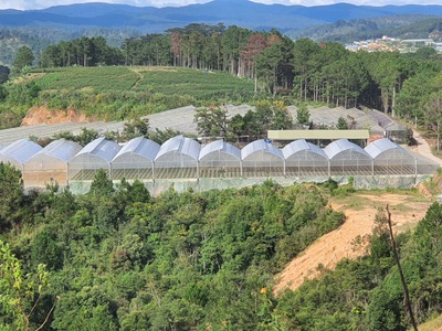 Dâu Tây Hoàng Kim Farm đà Lạt 0