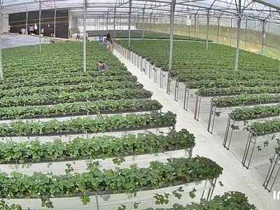 Dâu Tây Hoàng Kim Farm đà Lạt 8