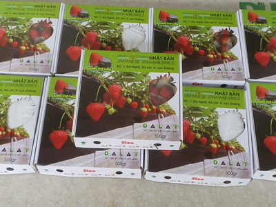 Dâu Tây Hoàng Kim Farm đà Lạt 3