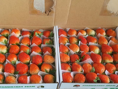 Dâu Tây Hoàng Kim Farm đà Lạt 2