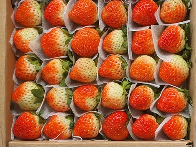 Dâu Tây Hoàng Kim Farm đà Lạt 4