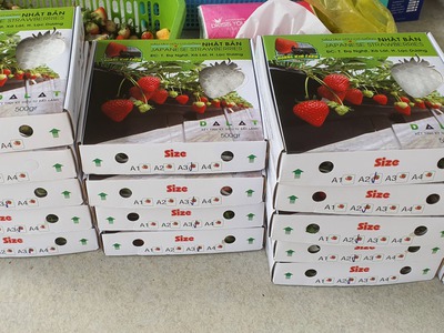 Dâu Tây Hoàng Kim Farm đà Lạt 5