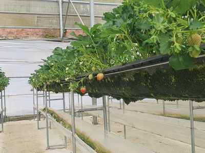 Dâu Tây Hoàng Kim Farm đà Lạt 7