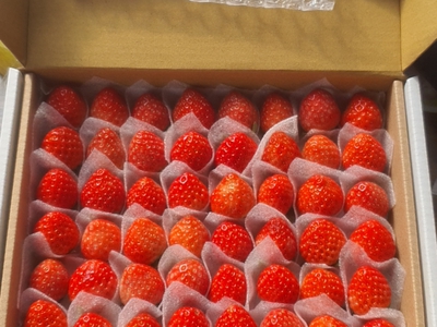 Dâu Tây Hoàng Kim Farm đà Lạt 13