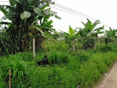 Chính chủ cho thuê đất nông nghiệp tại xã trường tây, hòa thành, tây ninh 1