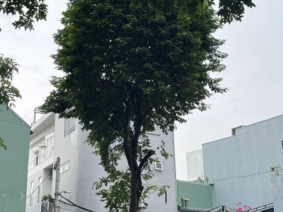Cần bán cây khế  đường kính hơn 30cm 0
