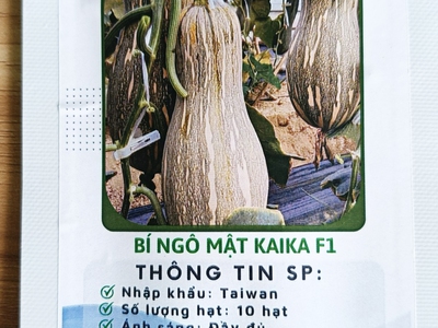 Hạt giống bí ngô mật kaika F1 0