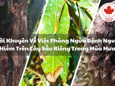 Nguyên lý cơ bản trong việc phòng ngừa và điều trị bệnh nguy hiểm trên cây sầu riêng 0