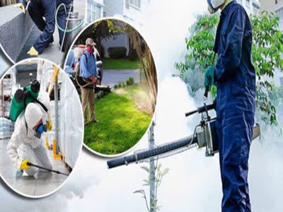 Diệt muỗi nhà hàng Vũng Tàu 2