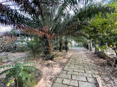 Bình chánh đất mặt tiền đường nhựa 19600m2 chỉ 234 tỷ 2