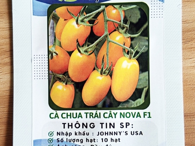 Gói 10 Hạt giống Cà chua trái cây nova F1 0