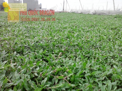 C.ỏ lá gừng trồng công trình giá rẻ chất lượng ở HCM, Đồng Nai, BRVT 0