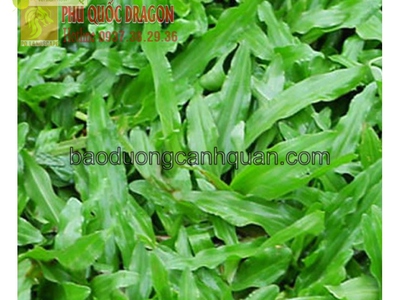 C.ỏ lá gừng trồng công trình giá rẻ chất lượng ở HCM, Đồng Nai, BRVT 1