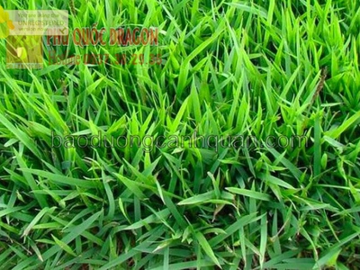 C.ỏ lá gừng trồng công trình giá rẻ chất lượng ở HCM, Đồng Nai, BRVT 2