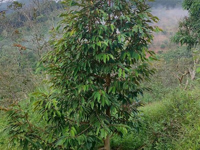 Nhà đất đẹp   giá tốt   chính chủ bán nhà đất tại thôn nam hà, xã nam n đir, huyện krông nô 3