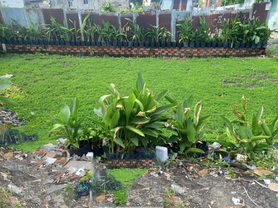 Bán đất tân thới hiệp 21 q12, 31m2, nở hậu, n4m, đường 5m giá chỉ 1.x tỷ 1