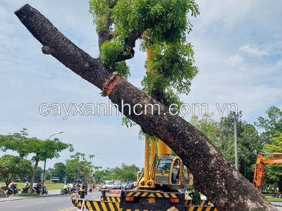 Dịch vụ cắt tỉa cây xanh mùa mưa ở Đồng Nai, HCM 0